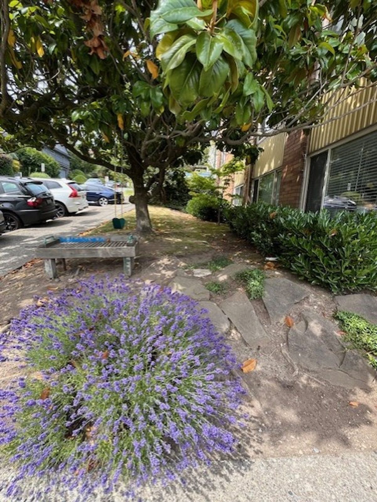 Lavender beside the sidewalk